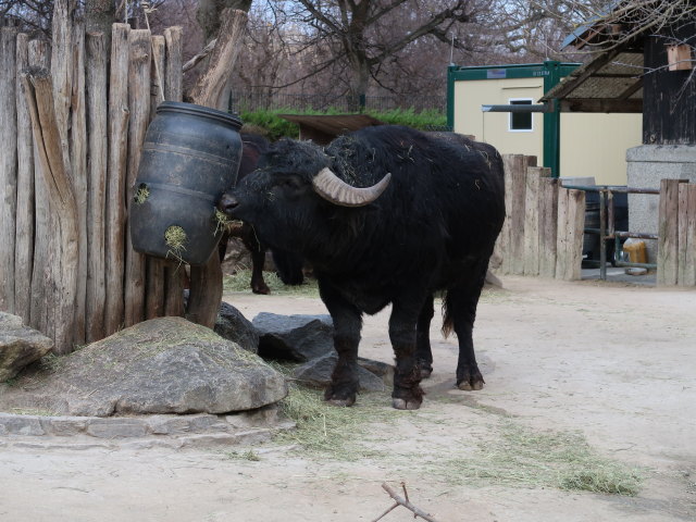 Hauswasserb&uuml;ffel