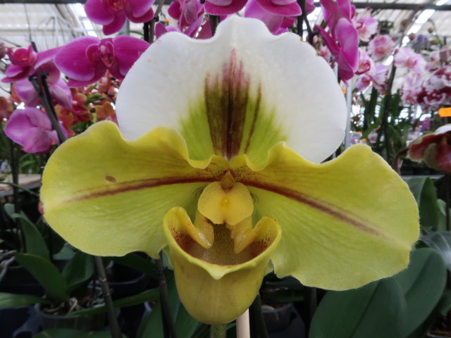 Blumeng&auml;rten Hirschstetten