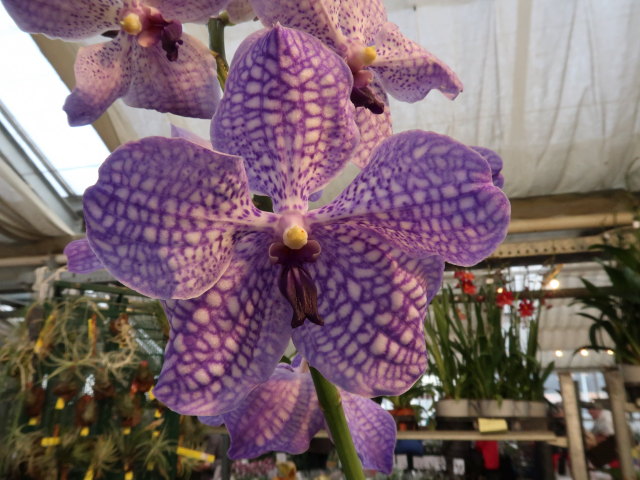 Blumeng&auml;rten Hirschstetten