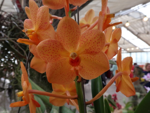 Blumeng&auml;rten Hirschstetten