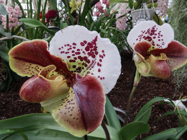 Blumeng&auml;rten Hirschstetten