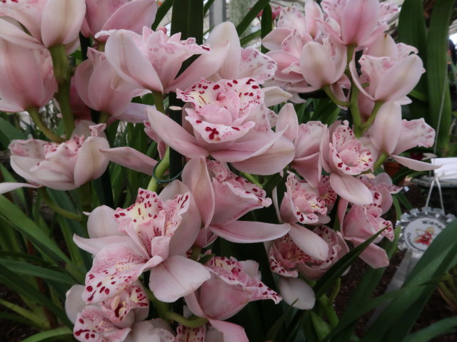 Blumeng&auml;rten Hirschstetten