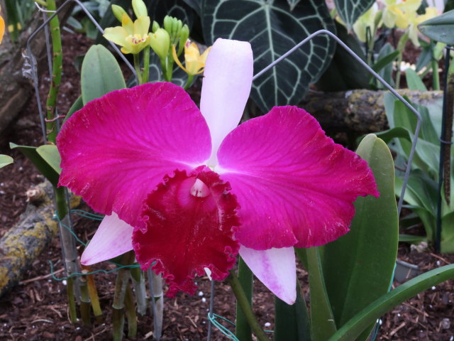 Blumeng&auml;rten Hirschstetten