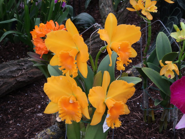 Blumeng&auml;rten Hirschstetten