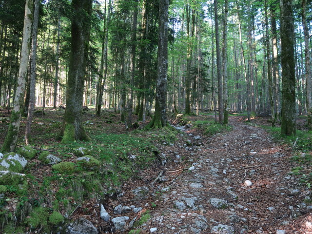 zwischen Sch&ouml;ffaubach und Feichterst&uuml;berl