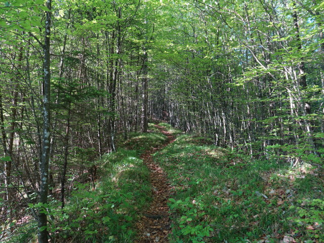 zwischen Sch&ouml;ffaubach und Feichterst&uuml;berl