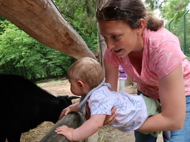 Nils und Sabine bei den Dahom&eacute;-Zwergrindern
