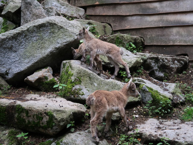Alpensteinb&ouml;cke