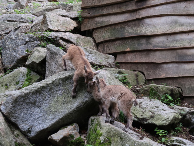 Alpensteinb&ouml;cke