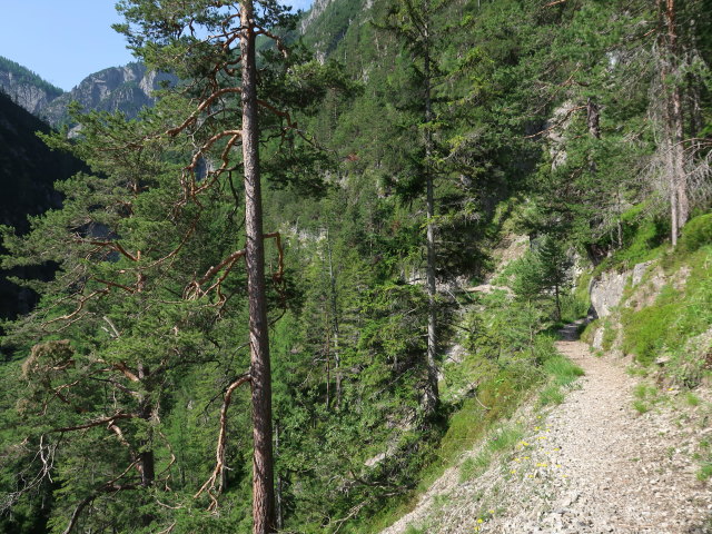 K&uuml;hbodental zwischen Daprakreuz und Kofelbach (29. Juni)