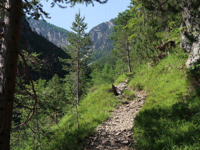 K&uuml;hbodental zwischen Daprakreuz und Kofelbach (29. Juni)