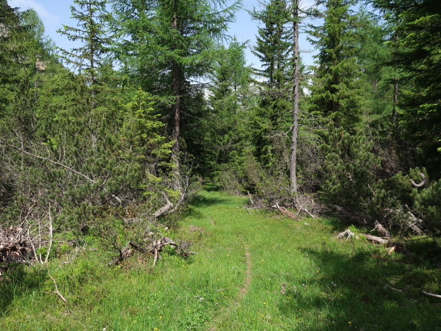 K&uuml;hbodental zwischen Albrechth&uuml;tte und K&uuml;hbodent&ouml;rl (29. Juni)