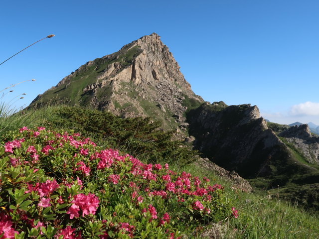 zwischen K&auml;mpenk&ouml;pfln und Schareck (14. Juli)