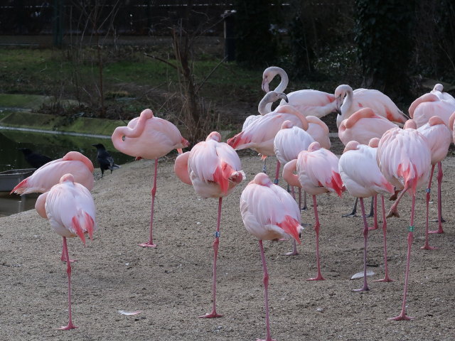 Rosa Flamingos