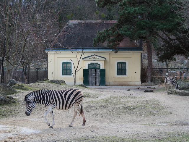 Burchell-Zebras