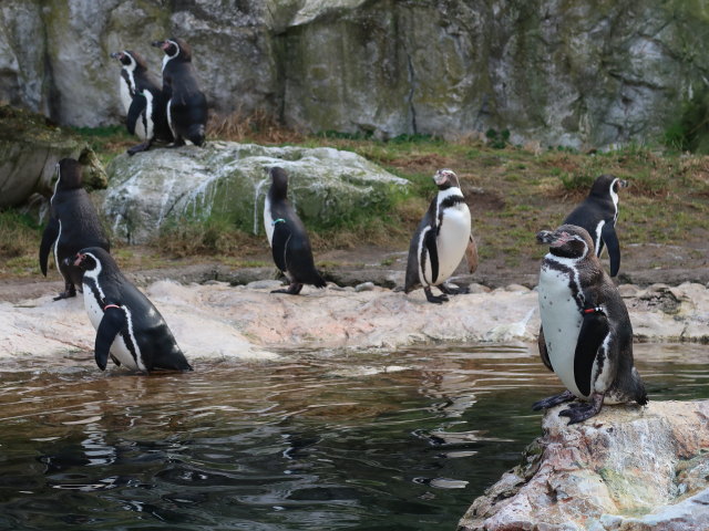 Humboldtpinguine