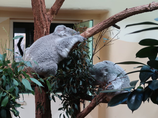 Koalas