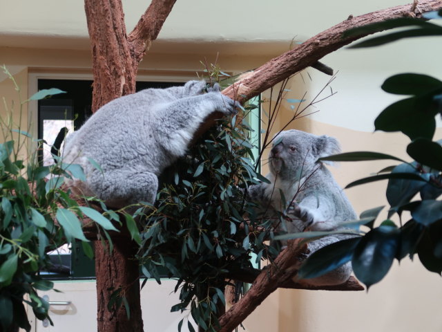 Koalas