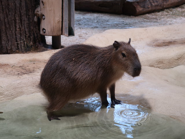 Wasserschweine