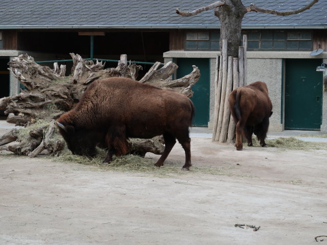 Bisons