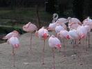 Rosa Flamingos