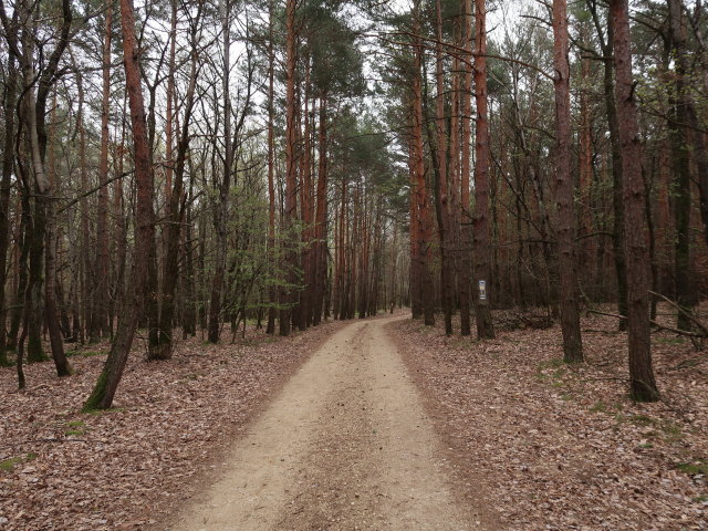 zwischen Güns und Bleigraben