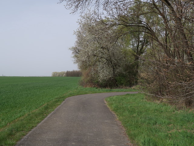 zwischen Klostermarienberg und Frankenau-Unterpullendorf