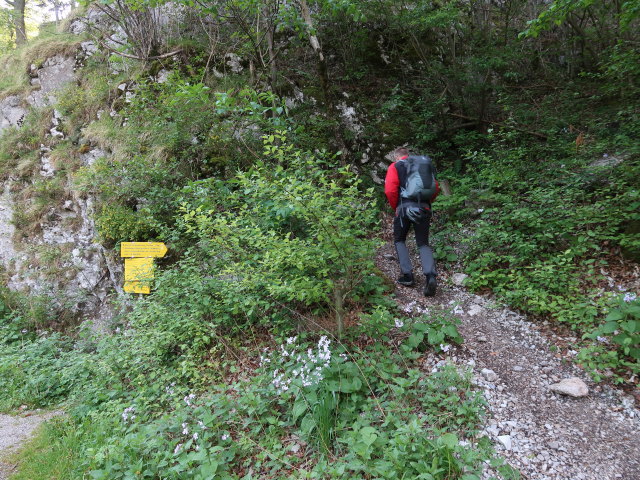 Mario zwischen Höllental und Schönbrunner Stiege