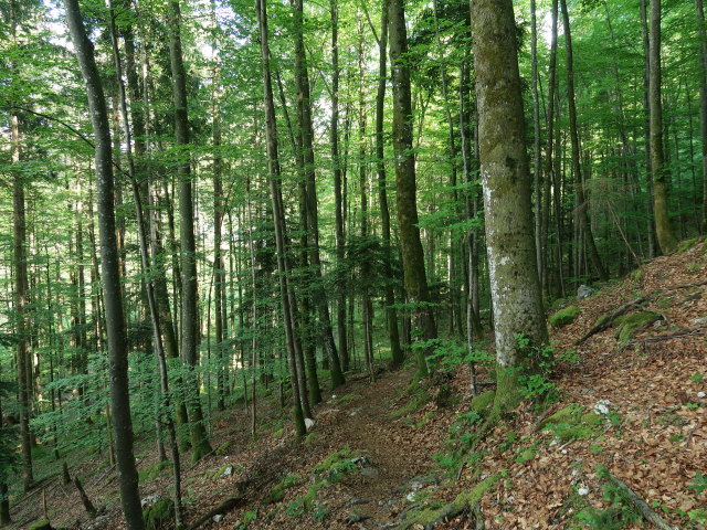 zwischen Katrinalm und Kaltenbach