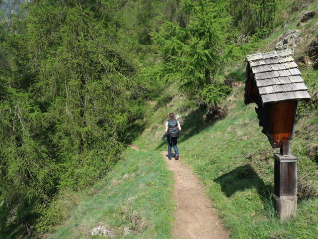 Sabine am Meraner Höhenweg zwischen Giggelberg und Hochforch (19. Mai)