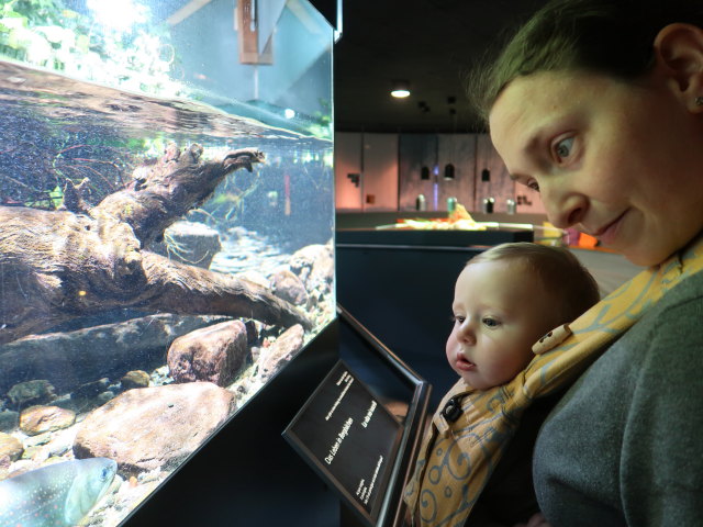 Nils und Sabine im Nationalparkhaus aquaprad in Prad am Stilfserjoch, 915 m (23. Mai)