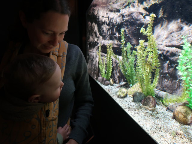 Nils und Sabine im Nationalparkhaus aquaprad in Prad am Stilfserjoch, 915 m (23. Mai)