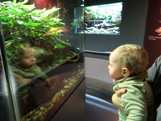 Nils im Nationalparkhaus aquaprad in Prad am Stilfserjoch, 915 m (23. Mai)