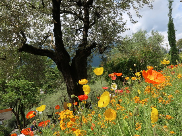 Gärten von Schloss Trauttmansdorff in Meran (24. Mai)