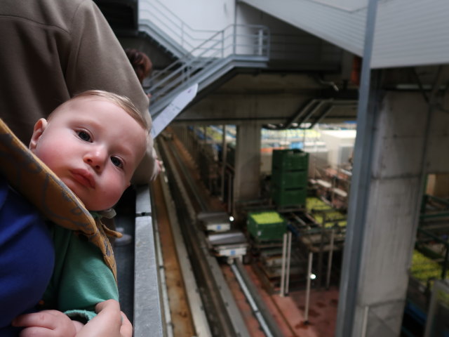 Nils in der Obstgenossenschaft CAFA Meran in Meran (25. Mai)