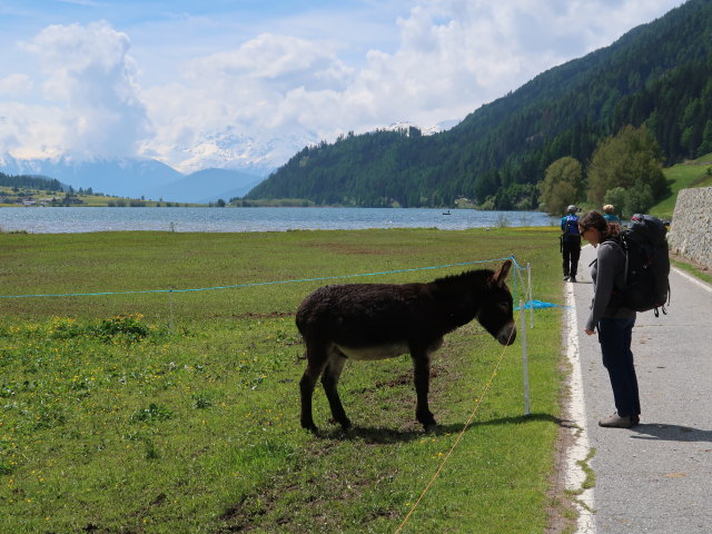 Sabine beim Haidersee, 1.450 m (20. Mai)