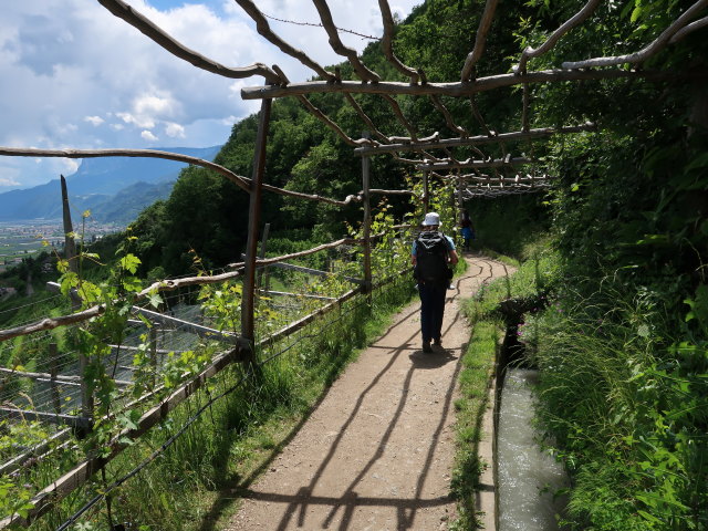 Sabine am Marlinger Waalweg zwischen Gasthof Waldschenke und Gasthaus Waalheim (22. Mai)