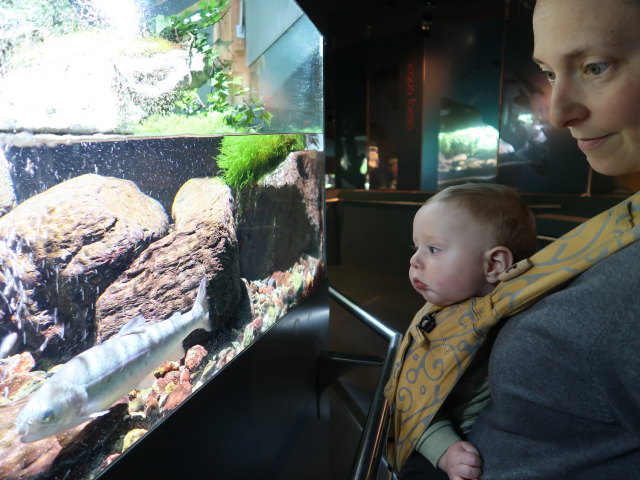 Nils und Sabine im Nationalparkhaus aquaprad in Prad am Stilfserjoch, 915 m (23. Mai)