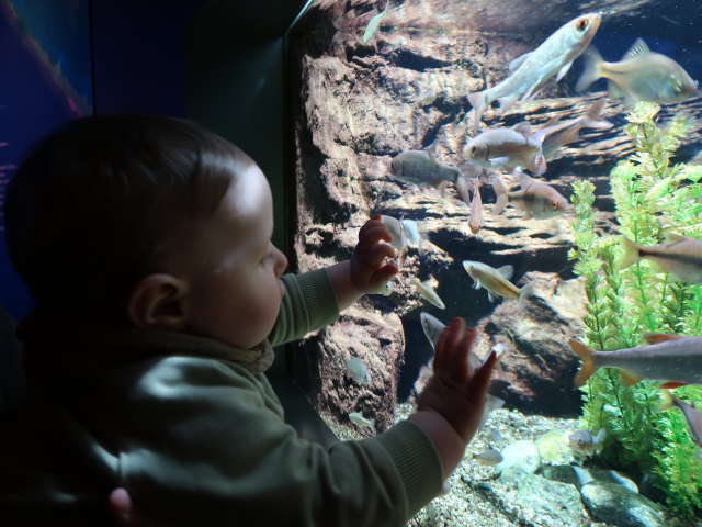 Nils im Nationalparkhaus aquaprad in Prad am Stilfserjoch, 915 m (23. Mai)