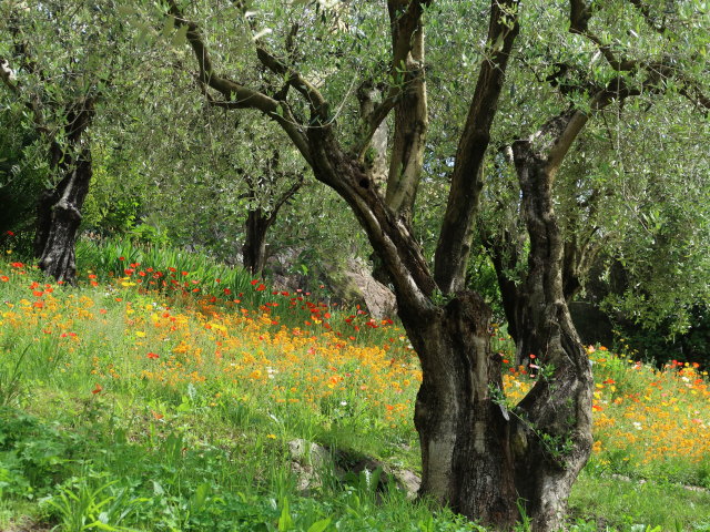 Gärten von Schloss Trauttmansdorff in Meran (24. Mai)