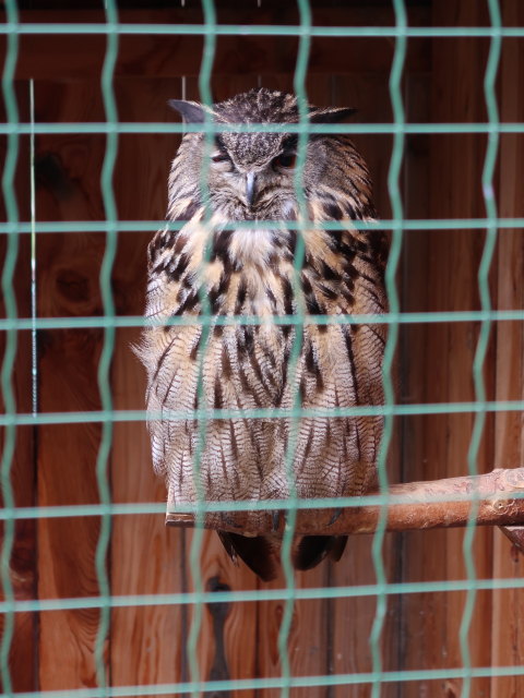 Vogelpflegezentrum im Schloss Tirol (28. Mai)