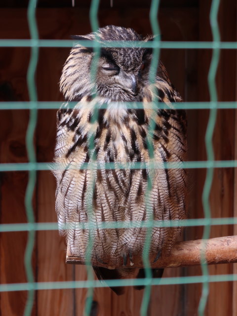 Vogelpflegezentrum im Schloss Tirol (28. Mai)