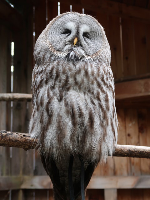 Vogelpflegezentrum im Schloss Tirol (28. Mai)