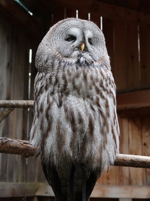 Vogelpflegezentrum im Schloss Tirol (28. Mai)