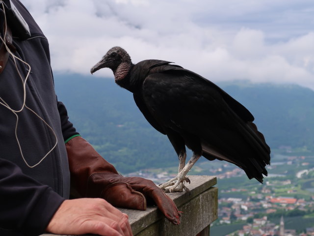 Greifvogel-Flugschau im Schloss Tirol (28. Mai)