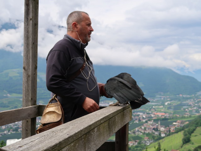 Greifvogel-Flugschau im Schloss Tirol (28. Mai)