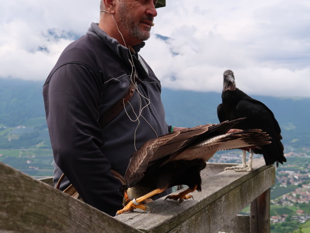 Greifvogel-Flugschau im Schloss Tirol (28. Mai)