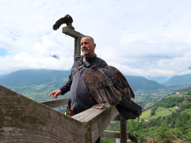 Greifvogel-Flugschau im Schloss Tirol (28. Mai)