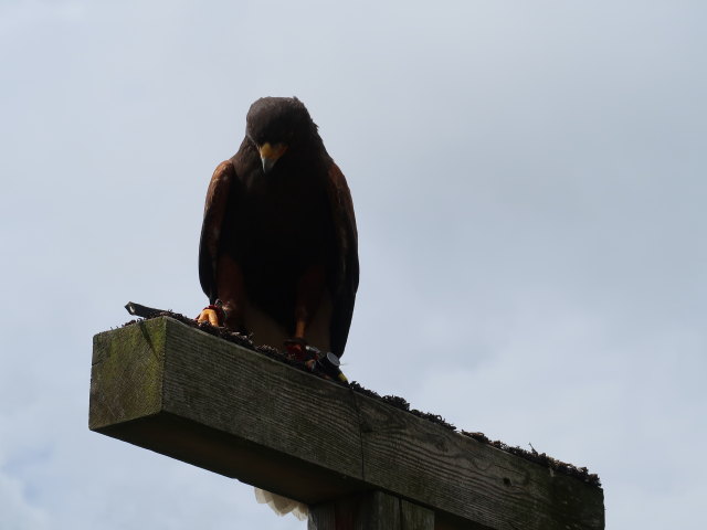 Greifvogel-Flugschau im Schloss Tirol (28. Mai)