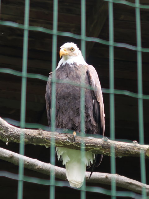 Vogelpflegezentrum im Schloss Tirol (28. Mai)